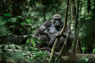 Lowland Gorilla photographed by Helle in Gabon