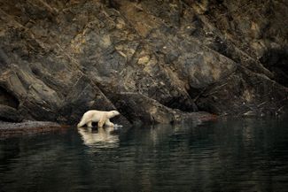 The Polar Bear That Changed My Life on Ella Island